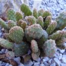 Opuntia ???