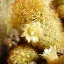 mammillaria elongata