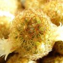 mammillaria elongata