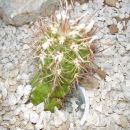 oreocereus celsianus