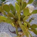 opuntia microdasys