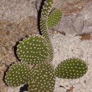 opuntia microdasys v. albispina