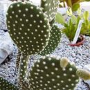 opuntia microdasys v. albispina