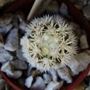 mammillaria vetula ssp. gracilis v. 'arizona snowcap'