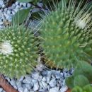 mammillaria spinosissima v. monospina