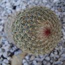 mammillaria matudae