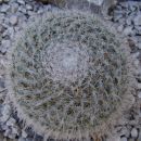 mammillaria hahniana