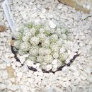 mammillaria gracilis