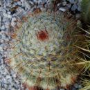 mammillaria bombycina
