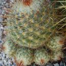 mammillaria bombycina