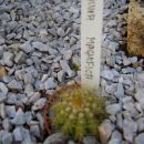 lobivia magnifica