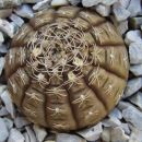 gymnocalycium ragonesei
