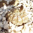 gymnocalycium ragonesei