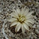 gymnocalycium ragonesei
