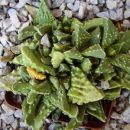 faucaria tigris