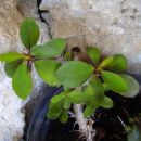 euphorbia milii