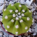 echinopsis subdenudata