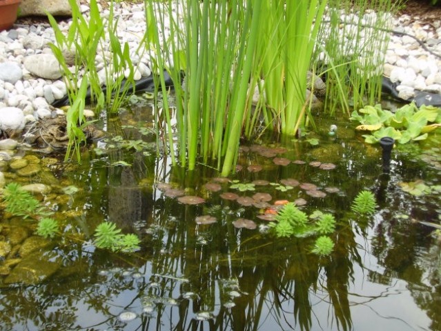Plitev del ribnika = pljuča in filtriranje vode s pomočjo rastlin.