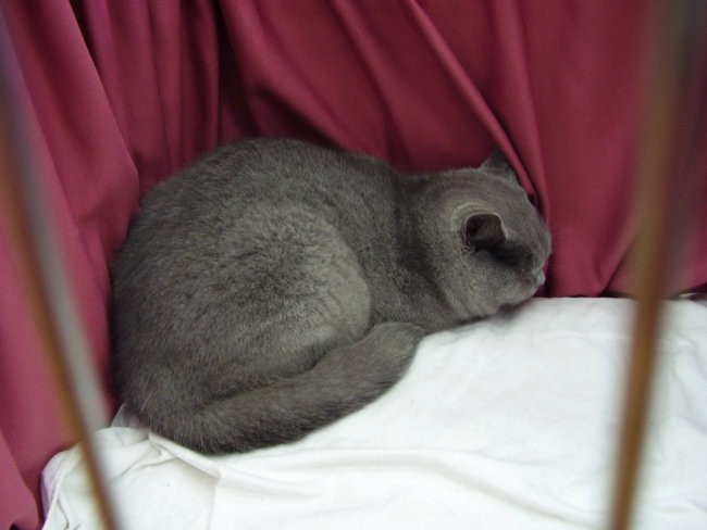 Mačja razstava 2007 - foto povečava