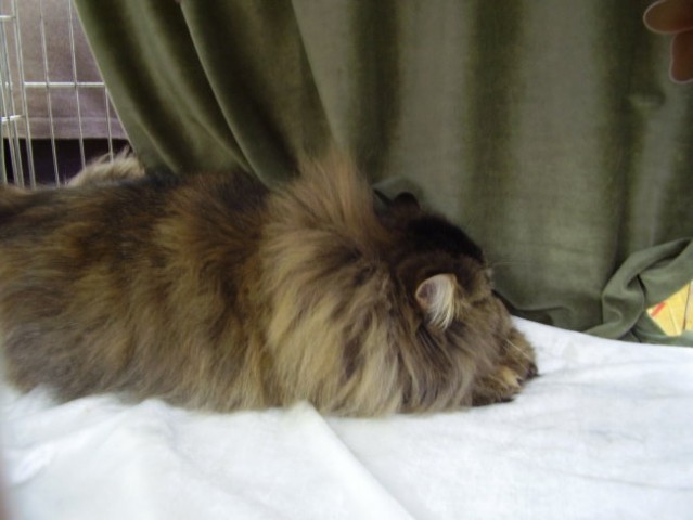 Mačja razstava 2007 - foto