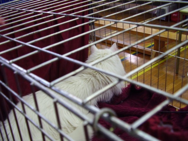 Mačja razstava 2007 - foto