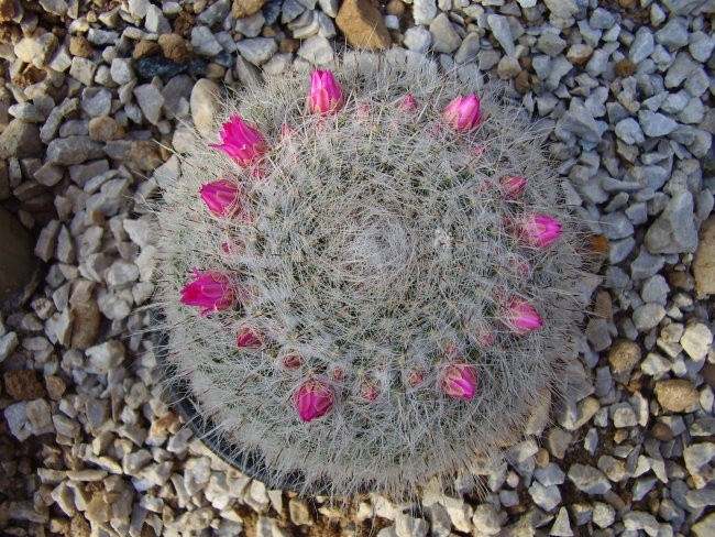 Kaktusi 2007 - foto povečava