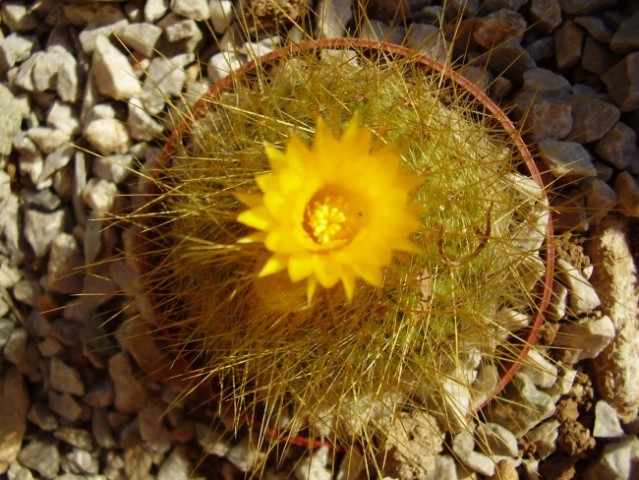 Kaktusi 2007 - foto