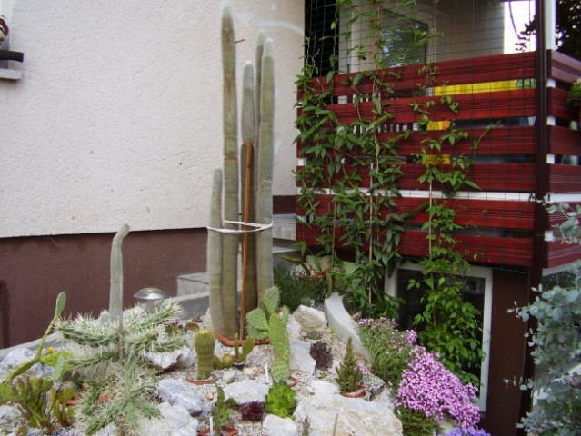 Kaktusi 2007 - foto