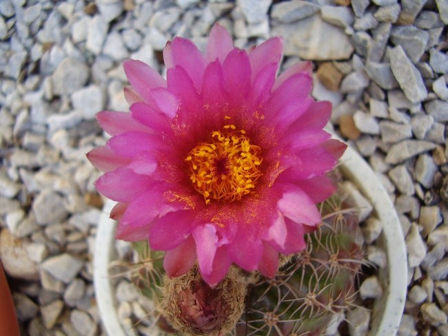 Kaktusi 2007 - foto povečava