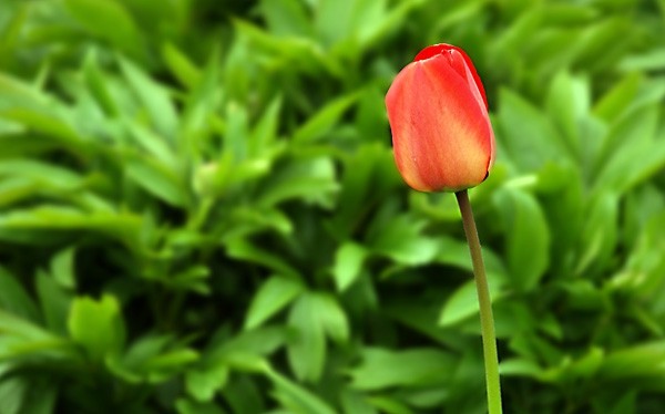 Cvijeće - foto povečava