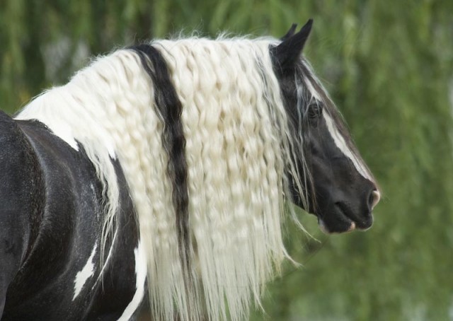 Gypsy horse - foto