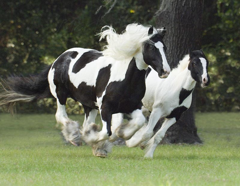 Gypsy horse - foto povečava
