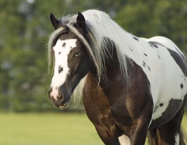 Gypsy horse - foto