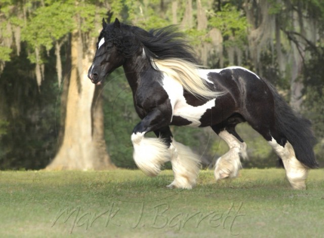 Gypsy horse - foto