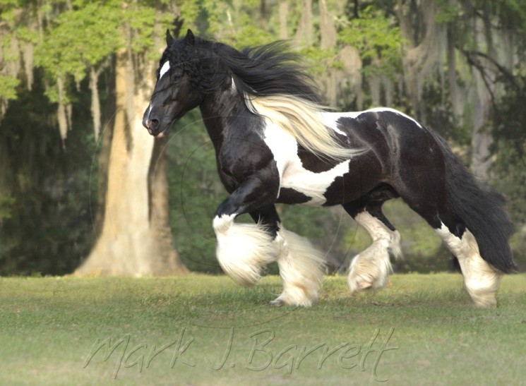 Gypsy horse - foto povečava
