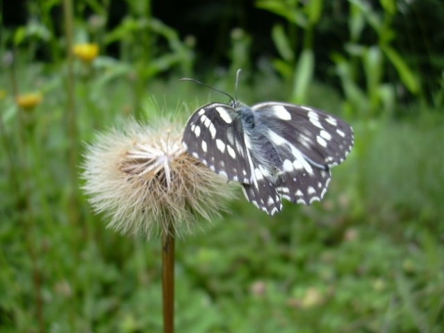 Metuljčki - foto