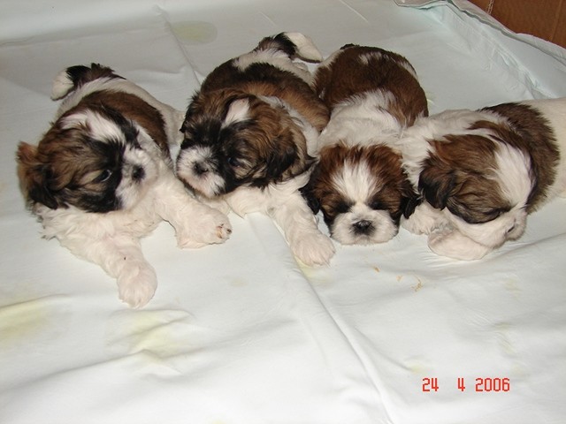 Uspjeh Shih tzu-a - foto