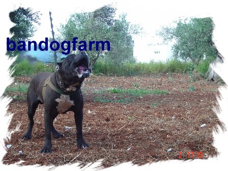 Bandog - foto