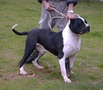 Bandog - foto povečava