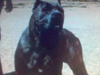 Bandog - foto