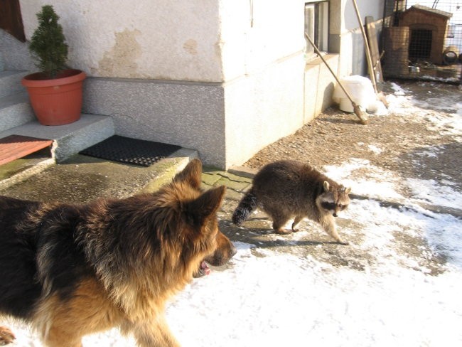Nala, fly in žak |zima| - foto povečava