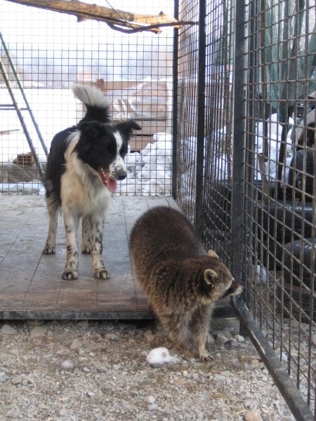 Nala, fly & žak - foto povečava