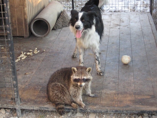 Nala, fly & žak - foto povečava