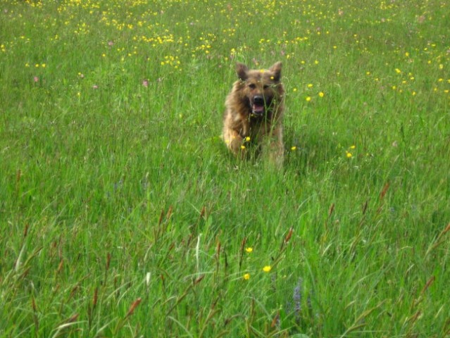 Nala, fly, žak, mucki - foto