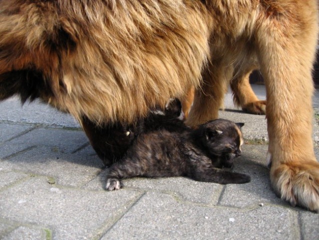 Nala, fly, žak, mucki - foto