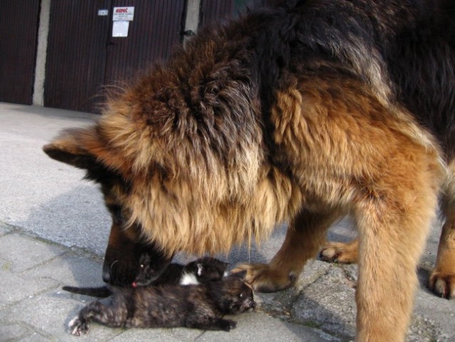 Nala, fly, žak, mucki - foto