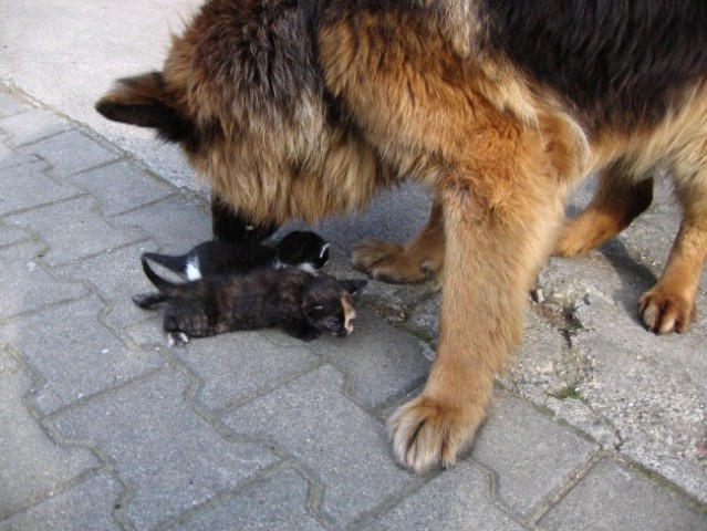 Nala, fly, žak, mucki - foto