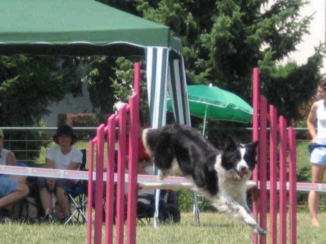 Agility ilirija 9.7.2006 - foto povečava