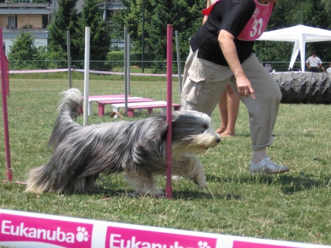 Agility ilirija 9.7.2006 - foto povečava
