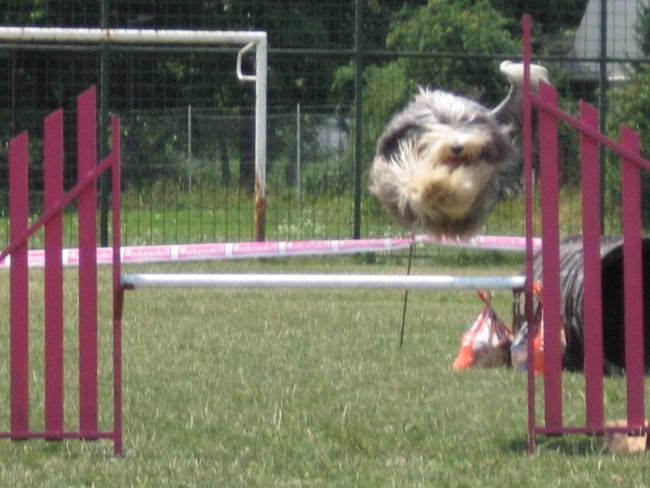 Agility ilirija 9.7.2006 - foto povečava